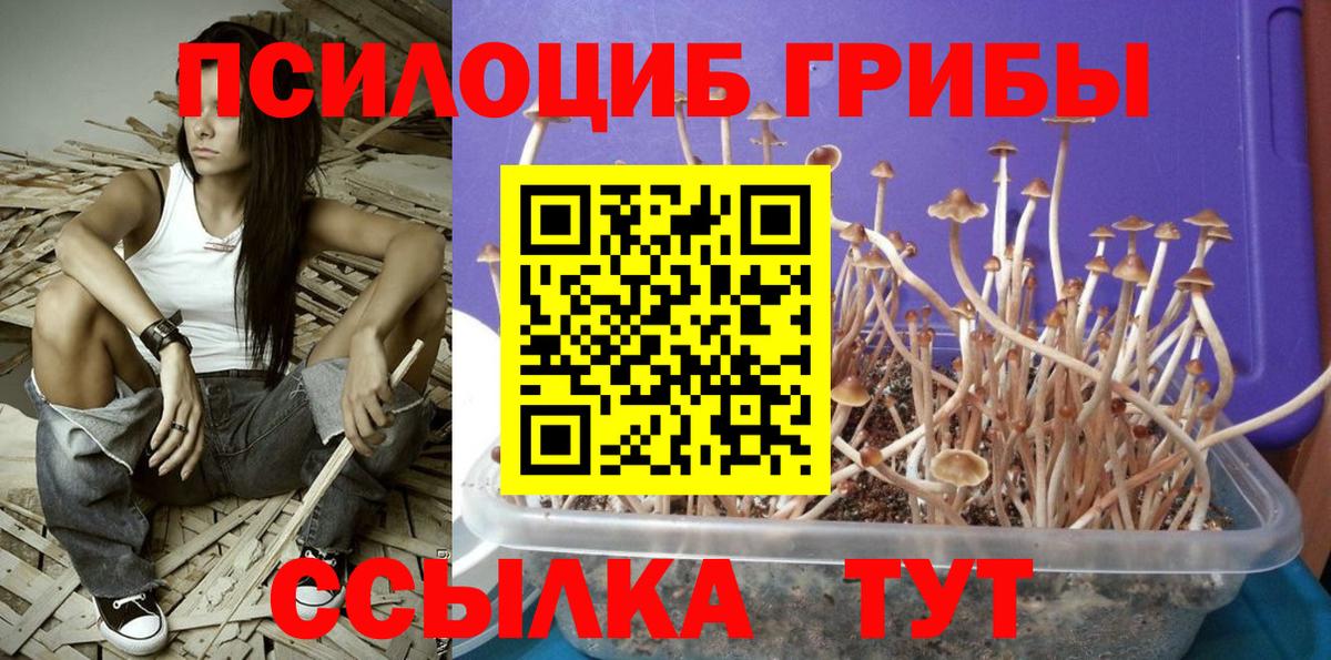 Галлюциногенные грибы GOLDEN TEACHER Сокол